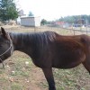 Daisy 11/26/10
