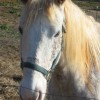 Lady Freckles 11/26/10