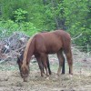 joe dee 4-17-06