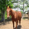 Merlin 4-28-06