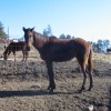 boxer20110211_3