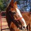 sparky2228123