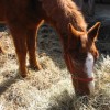 sparky22281269