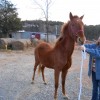 libby20121202_38