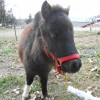 nellie20121203_3
