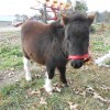nellie20121203_4