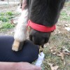 nellie20121203_5