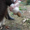 nellie20121203_7