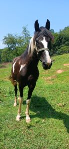 Ruby Tuesday the horse