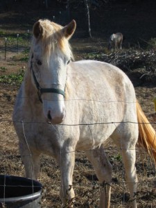Lady Freckles 11/26/10